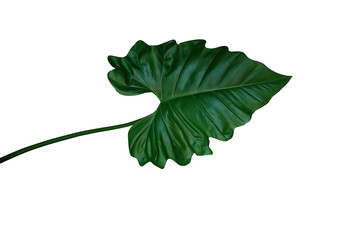 Dark green leaf of Philodendron species (Philodendron speciosum) the tropical foliage climbing plant isolated on white background, clipping path included.