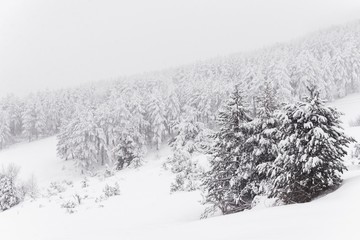 Snow mountain landscape with fir trees.