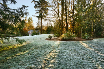Fallen trees removed-One week after the windstorm took trees down, debris is removed, leaving empty space in a stand of trees
