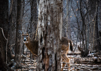 Deer in the forrest 