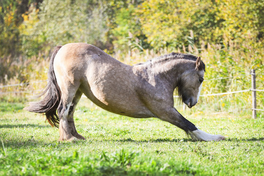 Tinker Horse Bows In A Meadow