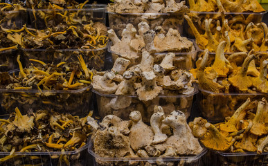 different edible mushrooms in plastic trays