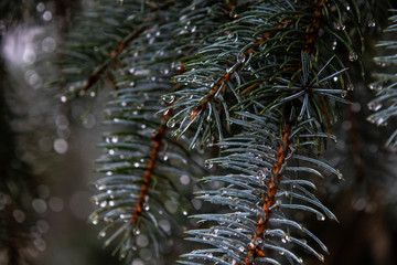 pine branch with cones