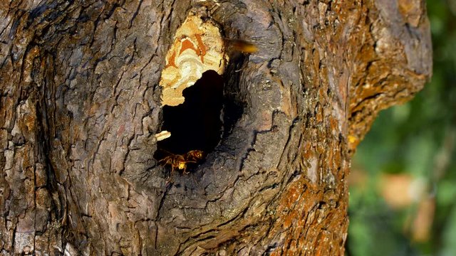 European hornet (Vespa crabro) at nest in tree