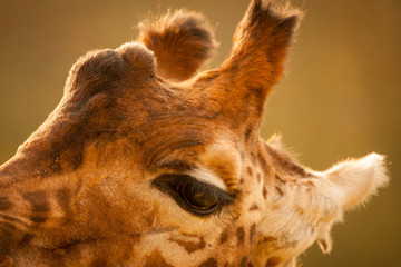 Obraz premium Head of Giraffe or Giraffa camelopardalis against a natural brown colored hazy background