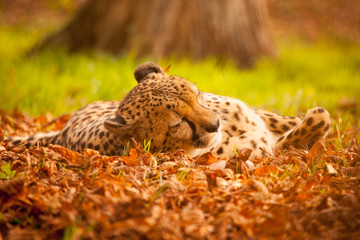 A horizontal, colour photograph of a stunning male leopard, Panthera pardus, laying in the sun in golden light