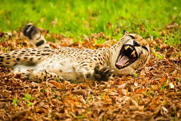 Cheetah yawning with its mouth wide open while lying on its back in autumn leaves © Bjorn B