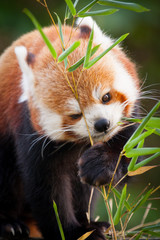 Beautiful Red panda or lesser panda, sitting between the trees, feeding from the green bamboo leaves. Red panda bear, Ailurus fulgens, in his natural habitat.