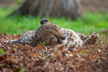 A horizontal, colour photograph of a stunning male leopard, Panthera pardus, laying in the sun in golden light