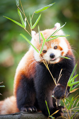 Beautiful Red panda or lesser panda, sitting between the trees, feeding from the green bamboo leaves. Red panda bear, Ailurus fulgens, in his natural habitat.