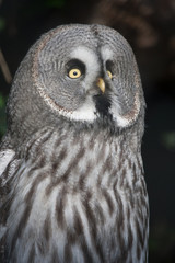 The Great Grey Owl or Lapland Owl, Strix nebulosa, on a natural forest background