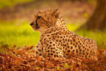 Cheetah lying in orange autumn leaves in warm golden light, looking to the side © Bjorn B