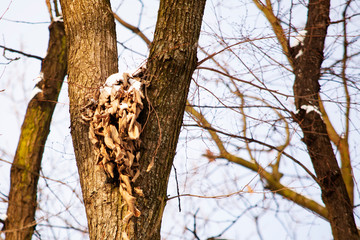 gniazdo wiewiórki © Dariusz Grochal 