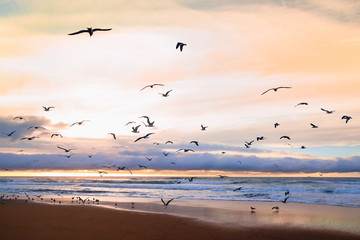 Beautiful sunset on the beach with flock of birds