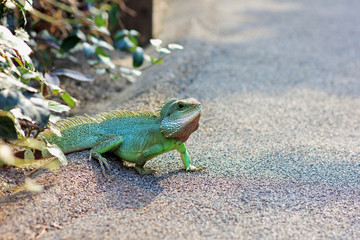 Green lizard walking