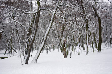 zima w parku