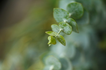 Close up green branch of fresh flower. Pure nature