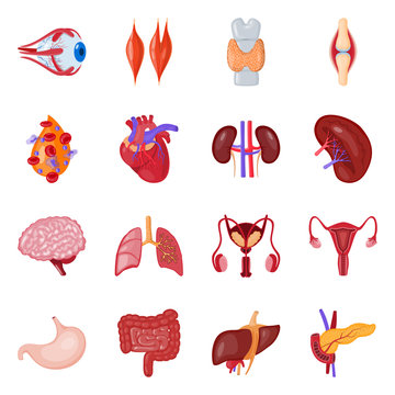 Isolated object of anatomy and organ sign. Set of anatomy and medical stock symbol for web.