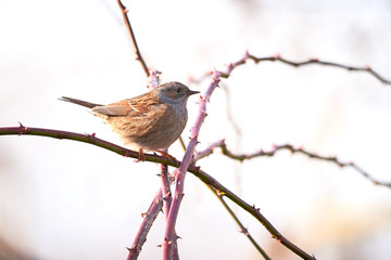 Dunnock (Prunella modularis) Sitting On Branch