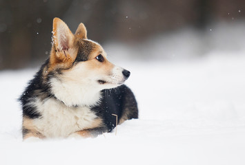 welsh corgi pembroke puppy in the snow