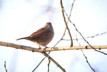 Dunnock (Prunella modularis) Sitting On Branch