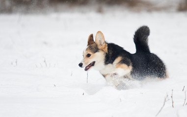 welsh corgi pembroke puppy in the snow