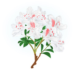 White rhododendron branch mountain shrub spring background vintage vector illustration editable hand draw