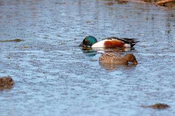 Northern Shoveler (Anas clypeata).