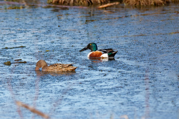 Northern Shoveler (Anas clypeata).