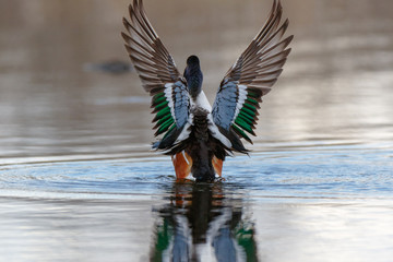 Northern Shoveler (Anas clypeata).