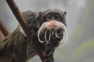 Emperor Tamarin on a branch 