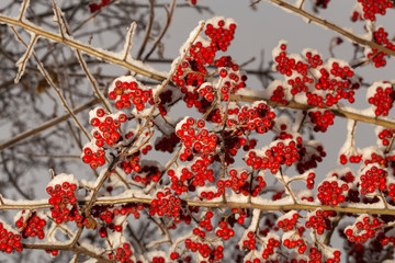 Crataegus, commonly called hawthorn, quickthorn, thornapple, May-tree,  whitethorn, or hawberry. The berries are matured and become food for birds in winter. Winter landscape with snow. Frozen forest.