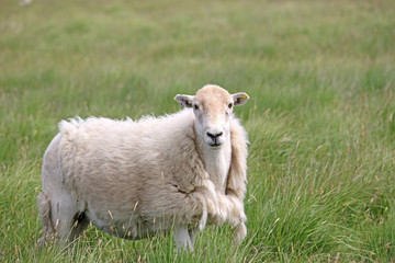 Naklejka na ściany i meble Moulting sheep on moorland