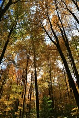 Fototapeta na wymiar Wilderness in autumn colors
