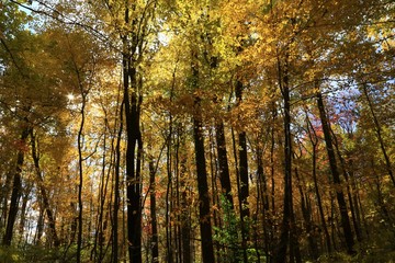 Colorful fall season in the forest 