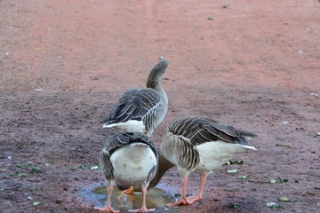 Animales en la naturaleza,mamiferos,aves y otros