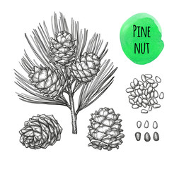 Ink sketch of pine nut.