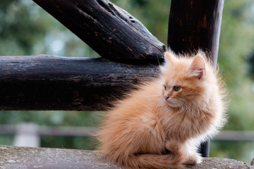 Katze