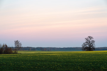 countryside landscape in the evening with sky in sunset colors; yellow flowers bloom rape field, on...