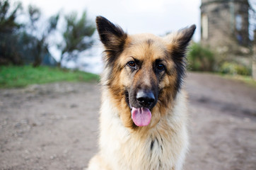 Portrait of a German Shepherd Dog