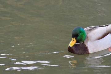 Animales en la Naturaleza, Mamiferos ,aves y otros