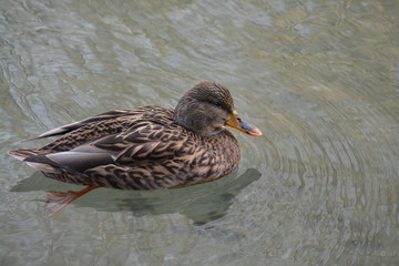Animales en la Naturaleza, Mamiferos ,aves y otros