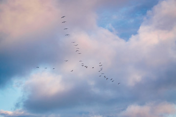 Some birds in V form migrating