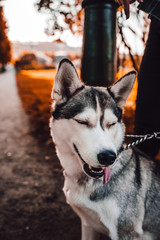 smiling husky dog with orange autumn background