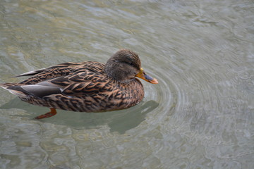 Animales en la Naturaleza, Mamiferos ,aves y otros