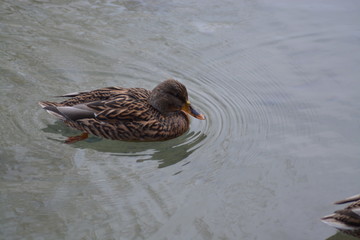 Animales en la Naturaleza, Mamiferos ,aves y otros