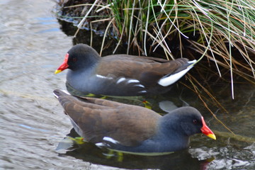 Animales en la Naturaleza, Mamiferos ,aves y otros