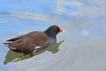 Animales en la Naturaleza, Mamiferos ,aves y otros