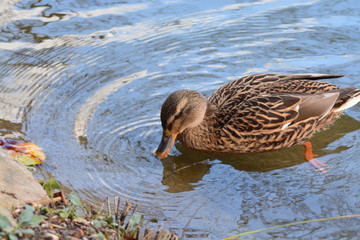 Animales en la Naturaleza, Mamiferos ,aves y otros
