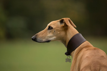 A greyhound is sitting and looking away